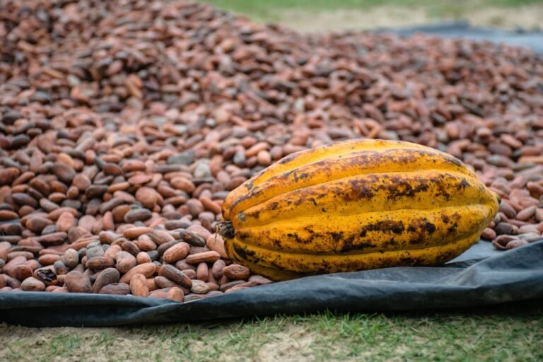 A história do chocolate: uma jornada que transformou o cacau A história do chocolate