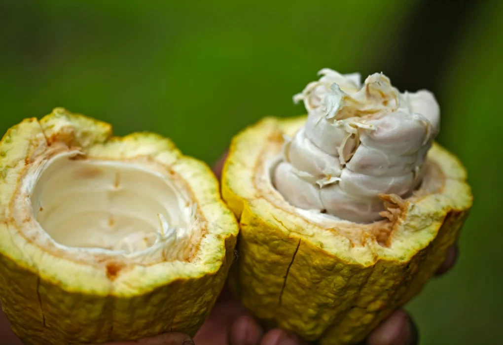 Cacau sustentável - Um fruto de cacau repartido ao meio com suas sementes a mostra.