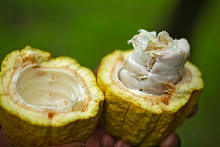 Cacau sustentável: iniciativas para um chocolate responsável Cacau sustentável - Um fruto de cacau repartido ao meio com suas sementes a mostra.