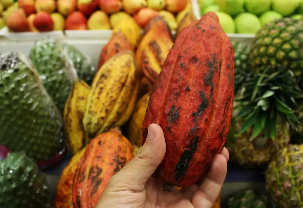 Tipos de cacau e o sabor do chocolate