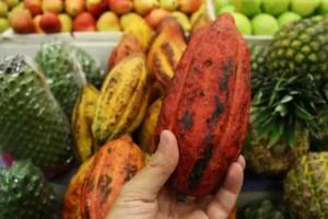 Tipos de cacau e o sabor do chocolate