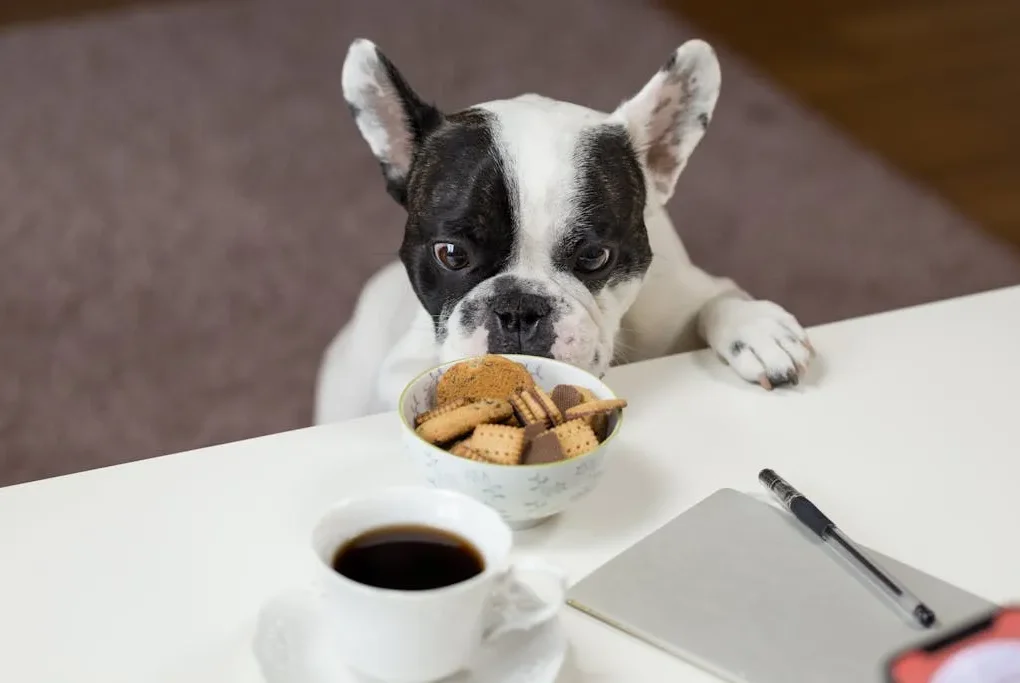 Chocolate faz mal para cachorro